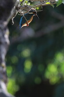 森のカワセミ・眼光ギラリ