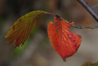 虫に食われた桜葉