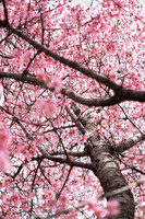 「ザ・ワールド」満点の桜