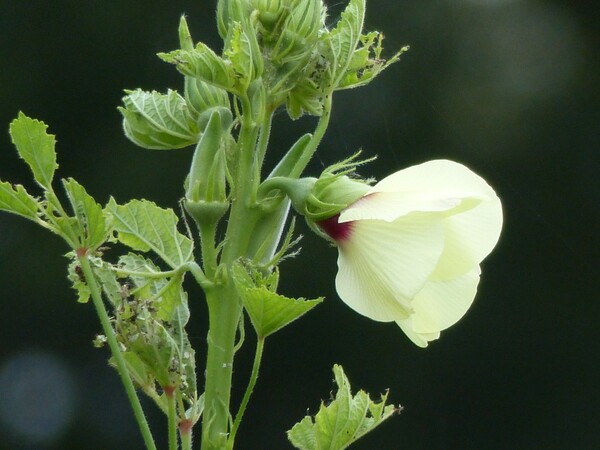 オクラの花