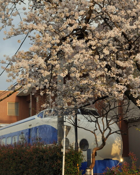 【桜】桜と新幹線