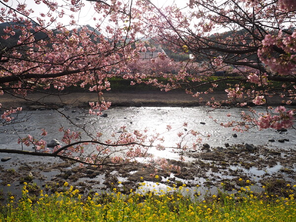 春の河岸