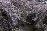 石神井川の桜橋２