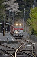 桜の山岳鉄道