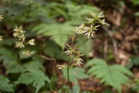 奥山の花!