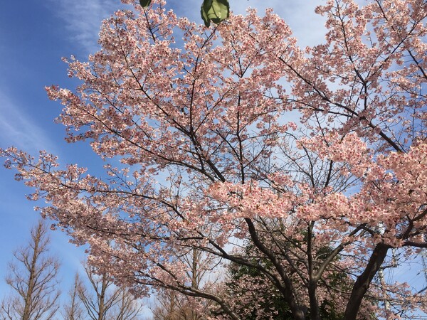 2月下旬  29年初桜