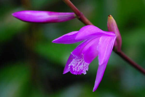 庭の紫欄（シラン）の初咲きです