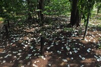 地面に落ちたハンカチ