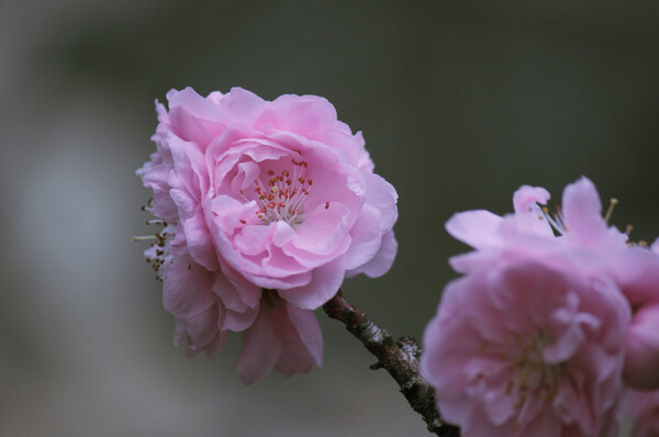 花桃が咲きました。