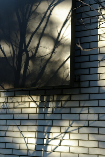 壁に落ちる樹影