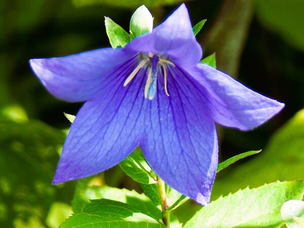 キキョウの花UP