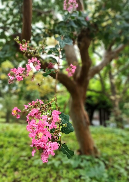 夏の名残
