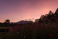 秋の高原　夕焼けⅡ（ピーク）