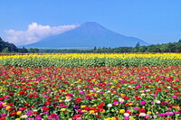 【夏】の花畑と富士山