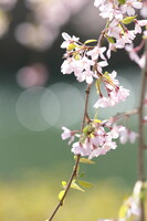 世羅町甲山ふれあいの里　枝垂れ桜