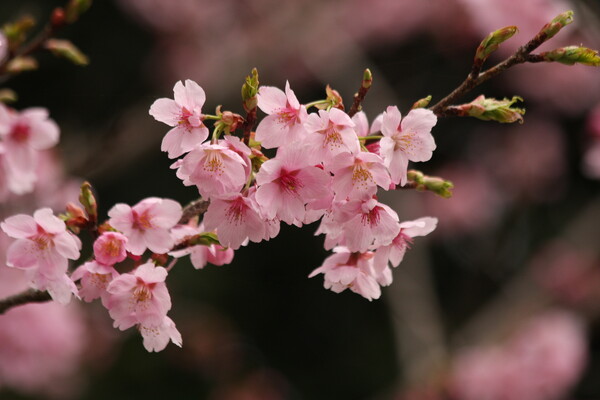 美しき桜