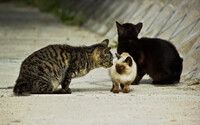 【犬とか猫とか動物たち】野良ファミリー