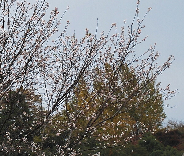【秋】桜