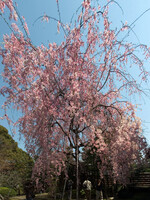 お散歩カメラ　枝垂れ桜