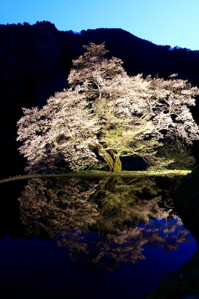 駒つなぎの桜　2011