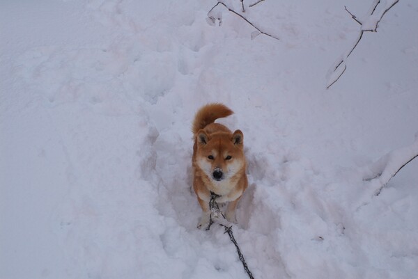 大雪の中のななせの散歩
