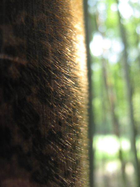 竹の産毛