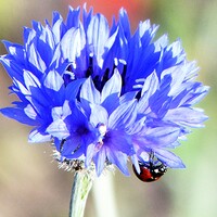 花に虫が