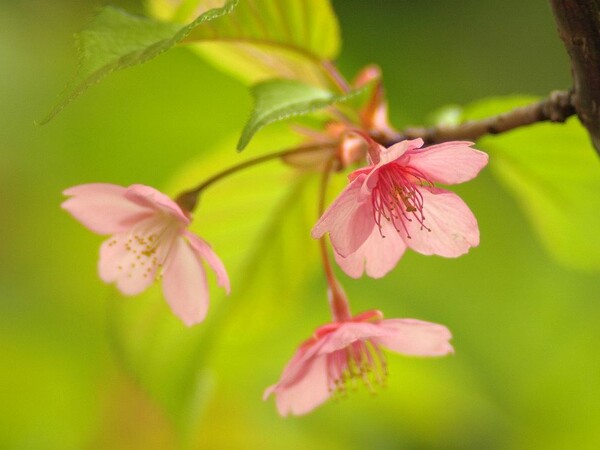 「透過の桜」