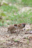 スズメの成鳥と幼鳥