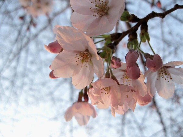 桜花起る朝