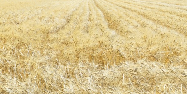 Harvest