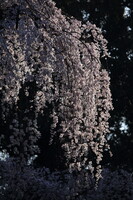 京都御所の枝垂れ桜
