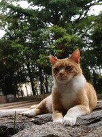 東公園の猫（神戸）