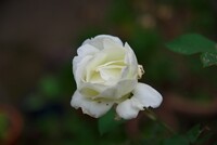 四季咲きのアイボリーのバラ!