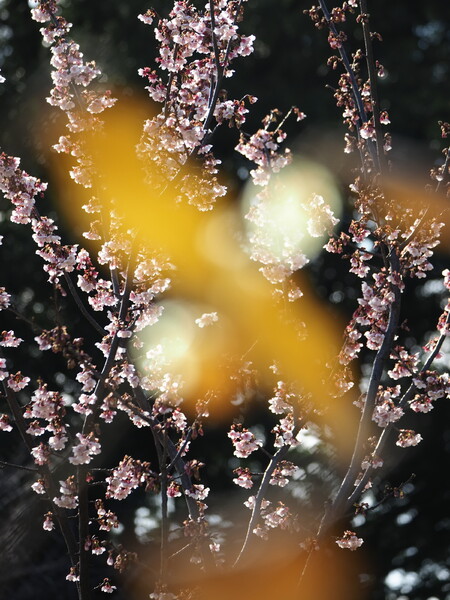 「熱海桜」の「蝋梅」クリーム添え