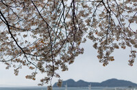 山桜と海