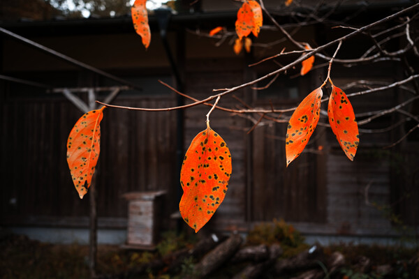 柿紅葉