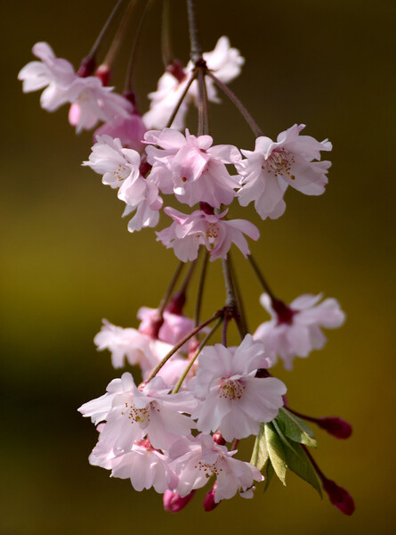 【桜花】枝垂桜