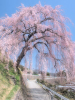 【淡彩】枝垂桜を撮る