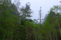 峠の原生林