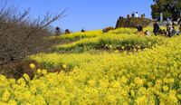 吾妻山公園