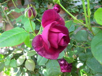 薔薇園のバラ２