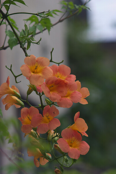 凌霄花 （のうぜんかずら）