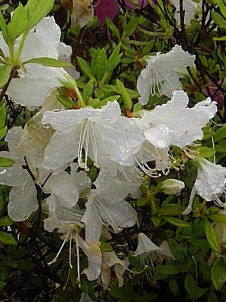 雫がついた白いツツジの花