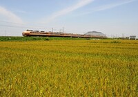 【彩】麦畑と列車