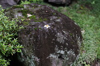 落花
