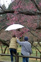 【春】雨降りの日の撮影は・・