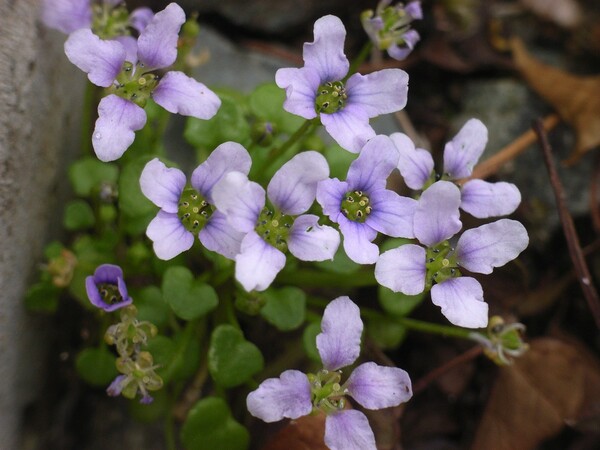 青紫の花