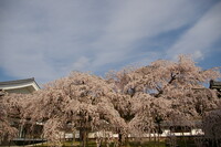 しだれ桜醍醐寺