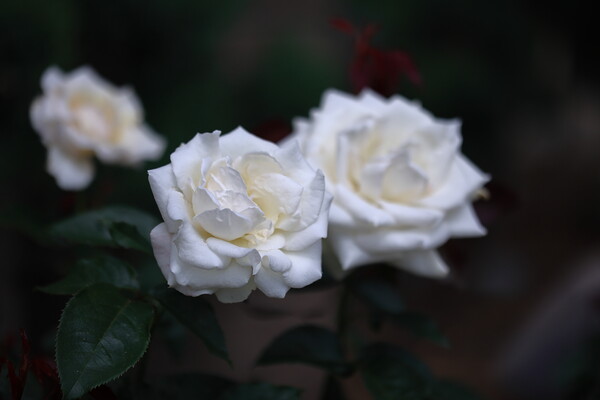 可憐な白薔薇を